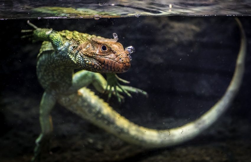 Les lézards domestiques