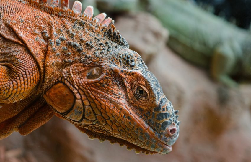 Avantages d'un reptilarium