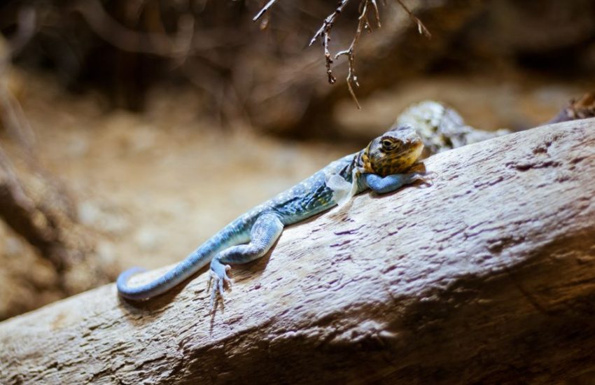 A vibrant lizard enjoys a sunlit rest on a log in a natural setting.
