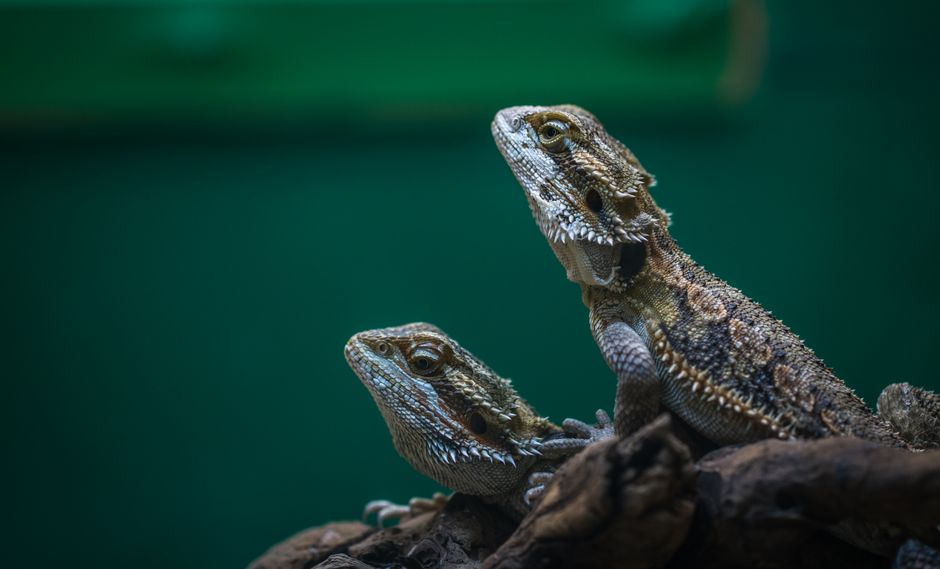 Pogona nain : caractéristiques, élevage et différences clés