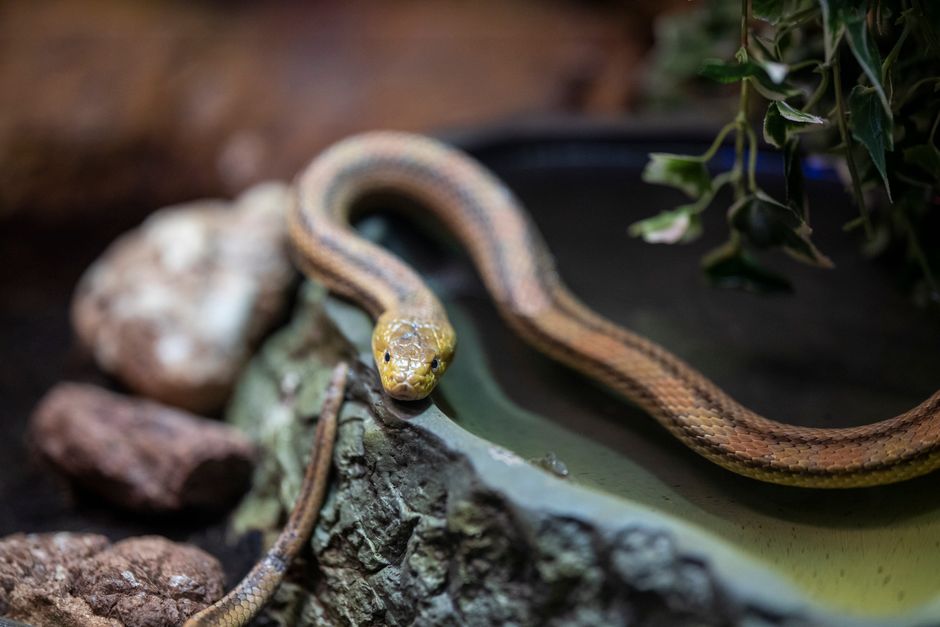 Serpent échappé : retrouver et sécuriser son terrarium