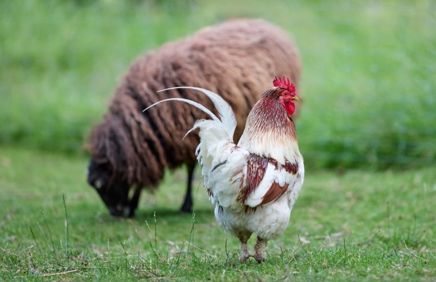 A peaceful farm scene featuring a rooster and sheep grazing on lush green grass.