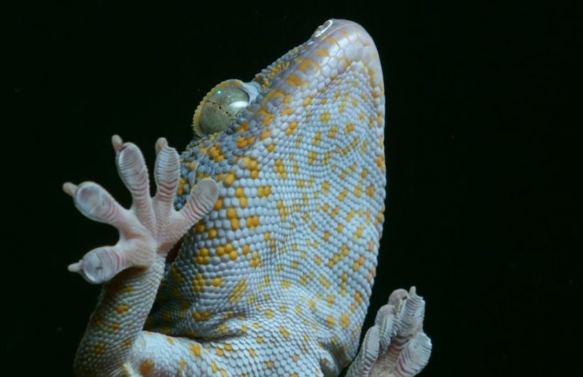 Gecko léopard bleu : prix, morphs et éleveurs en France