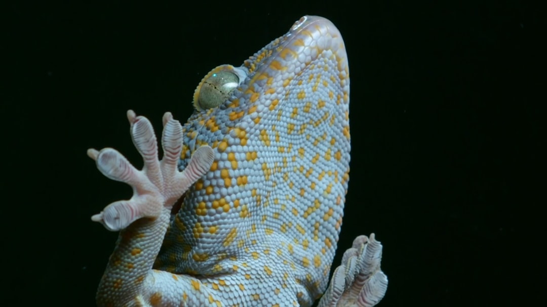 Gecko léopard bleu : prix, morphs et éleveurs en France