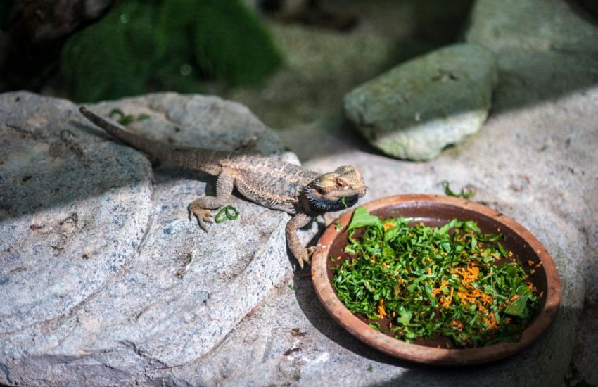 A bearded dragon on rocks eating vegetables from a dish in a sunny outdoor setting.