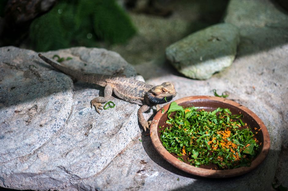 Insectes congelés pour pogona : décongélation et dosage