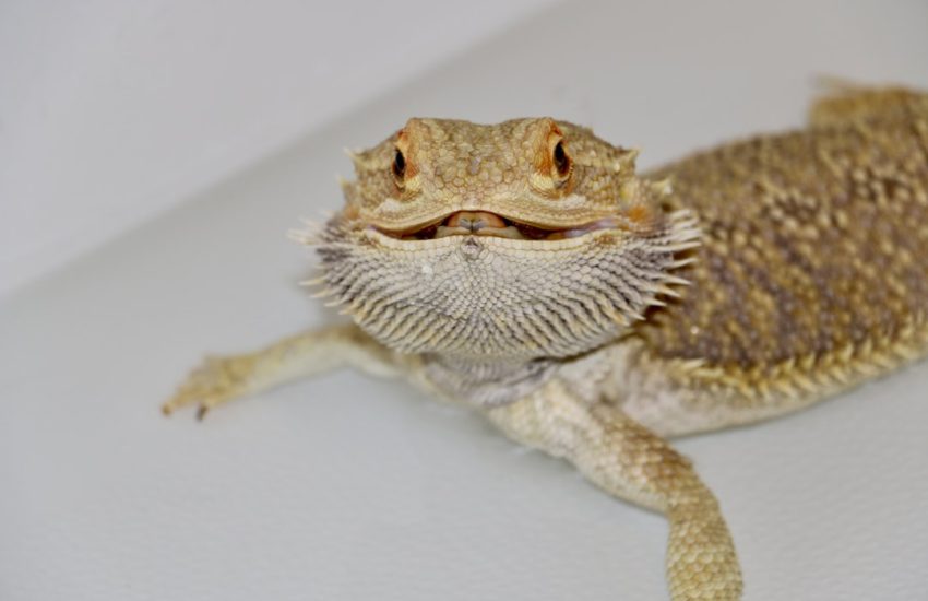 a small lizard sitting on top of a white surface