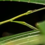 A detailed macro view of a green stick insect resting on a leaf.