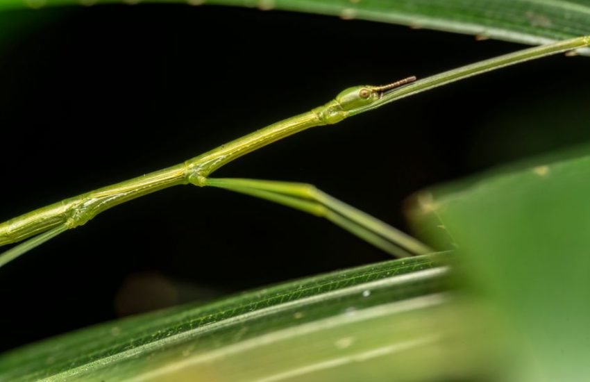 A detailed macro view of a green stick insect resting on a leaf.