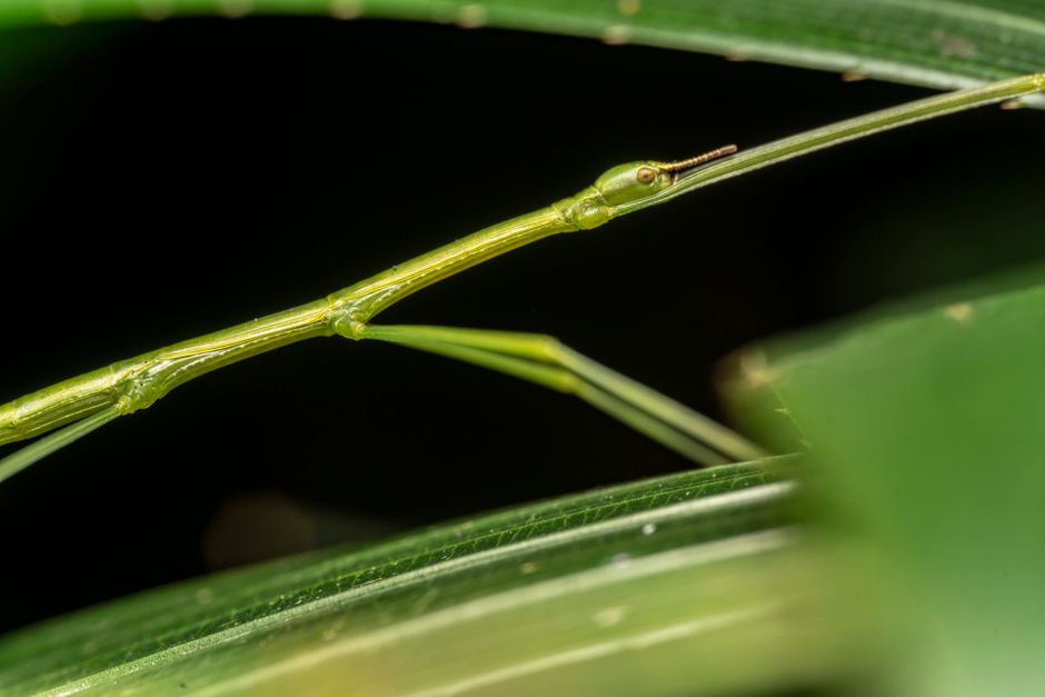 Phasme bâton en terrarium : élevage pour débutants