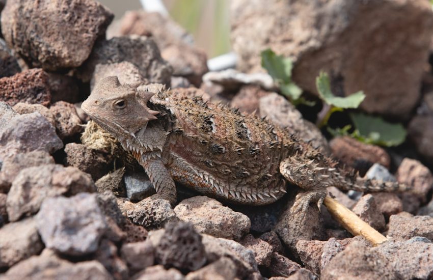 Pogona henrylawsoni vs vitticeps : quel pogona choisir ?