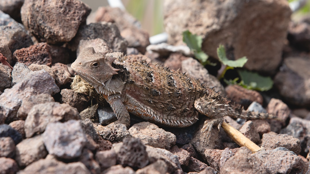 Pogona henrylawsoni vs vitticeps : quel pogona choisir ?