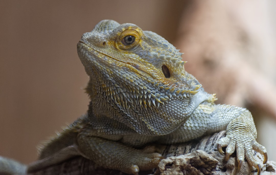 Pogona : manipulation sans stress et positions de maintien