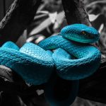 Serpent domestique bleu : mythe ou réalité génétique ?