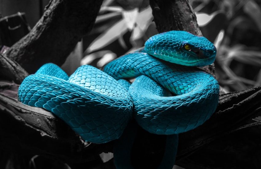Serpent domestique bleu : mythe ou réalité génétique ?