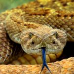 Serpents domestiques affectueux : espèces dociles et conseils