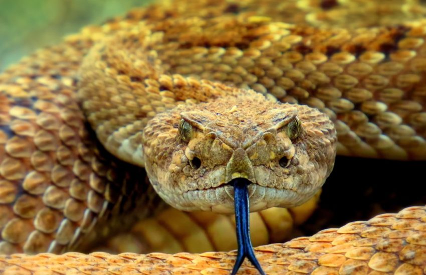 Serpents domestiques affectueux : espèces dociles et conseils