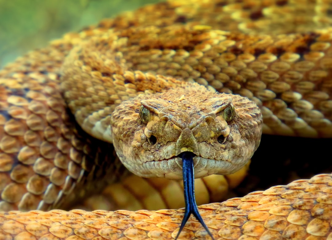 Serpents domestiques affectueux : espèces dociles et conseils