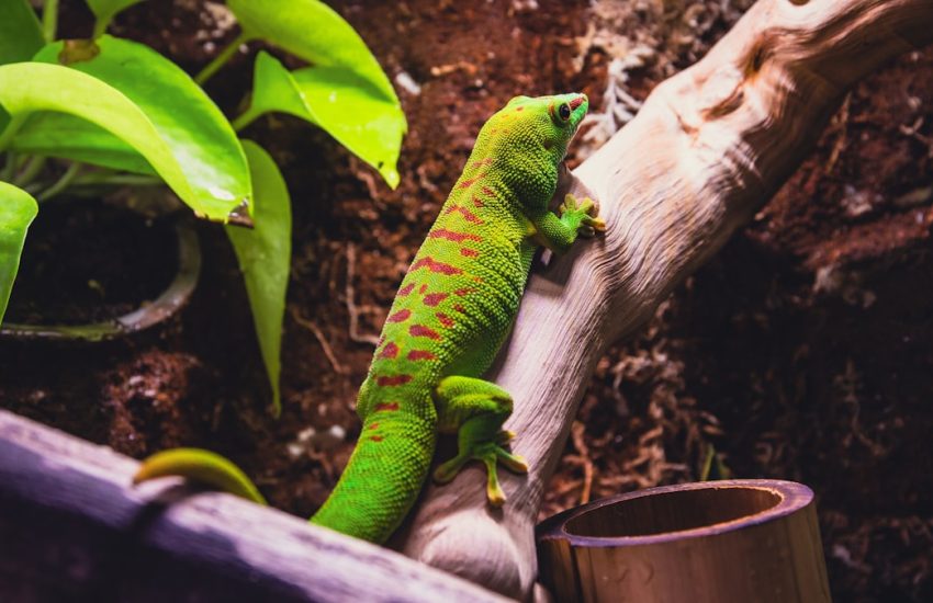 Green gecko with red stripes climbing a branch.