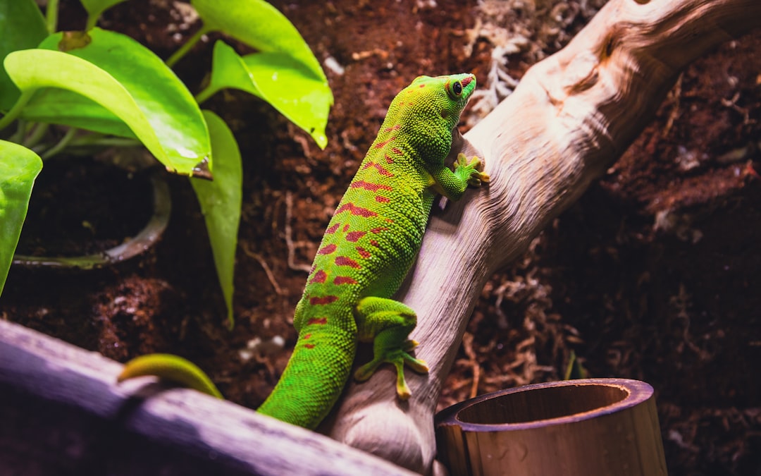 Cohabitation gecko léopard : combien par terrarium ?
