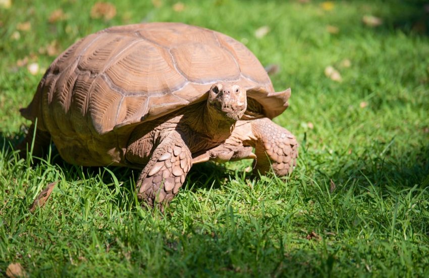 brown tortoise on lawn under sunny sky