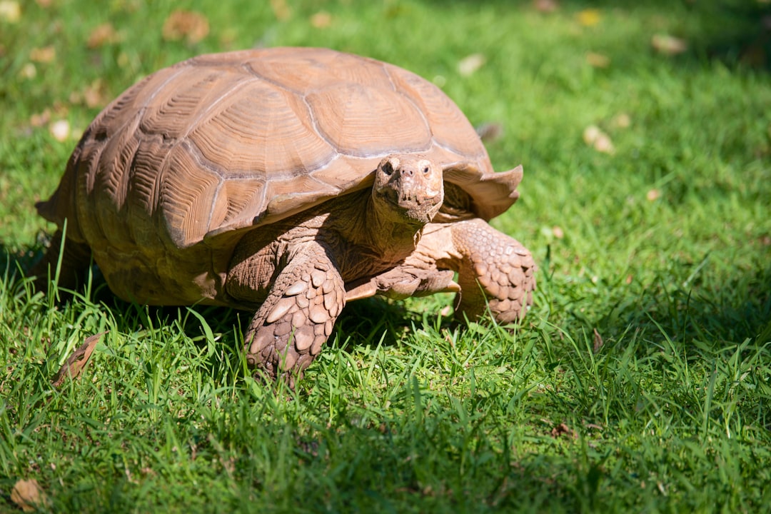 Tortue terrestre et canicule : gérer les coups de chaleur