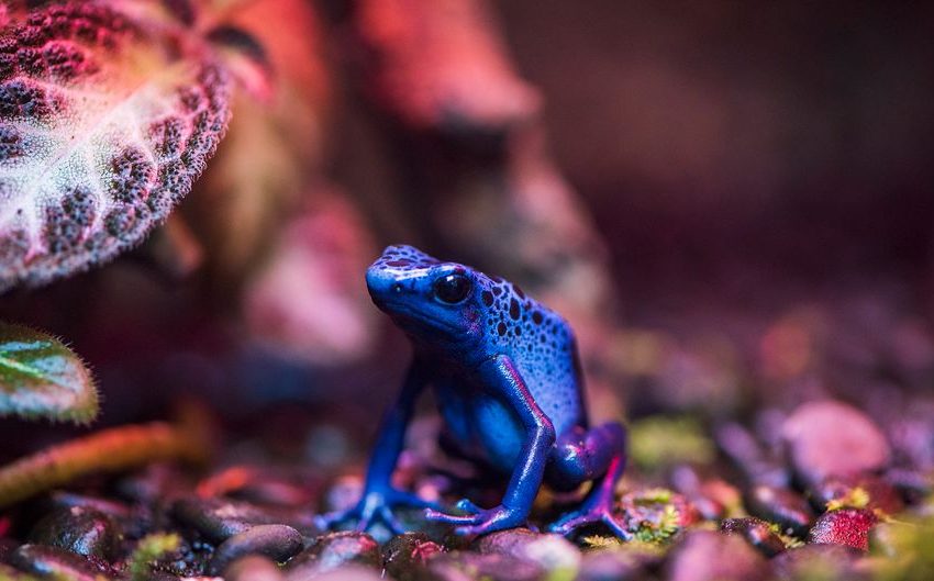 Detailed close-up of a blue poison dart frog amidst colorful foliage, shot in Taipei, Taiwan.