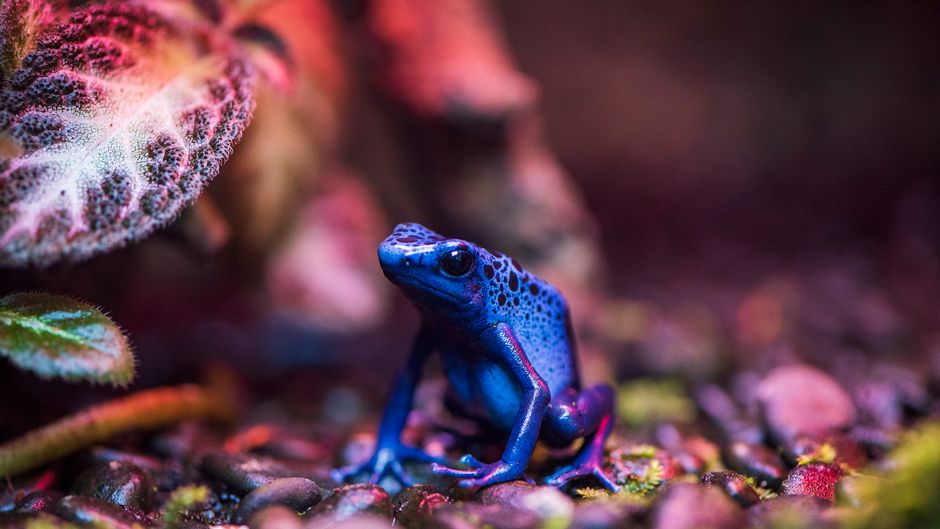 Detailed close-up of a blue poison dart frog amidst colorful foliage, shot in Taipei, Taiwan.
