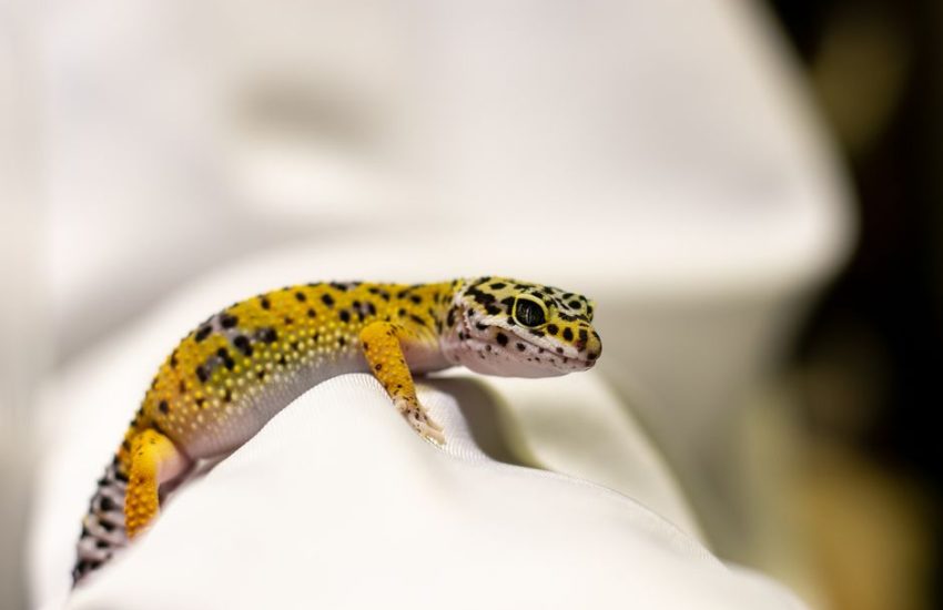 Leopard gecko resting on a white textile background, showcasing its vivid colors.