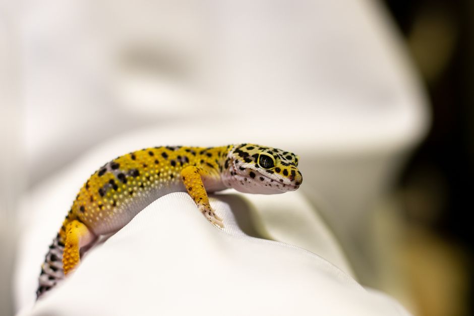 Gecko léopard noir : morphs, élevage et prix en France