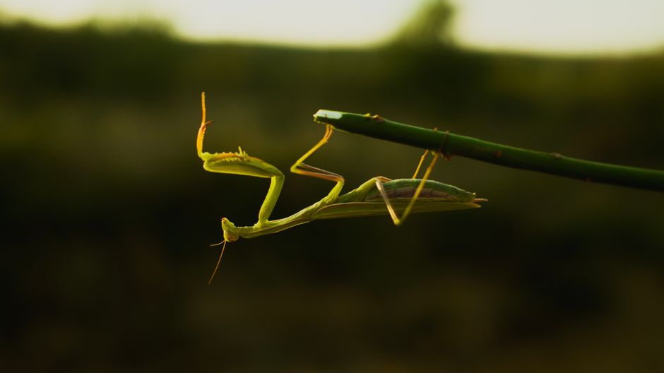Phasme en terrarium : espèces, soins et reproduction