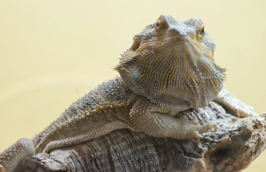 A bearded dragon rests on a tree branch