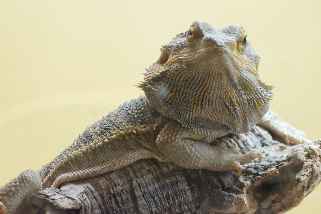 Pogona henrylawsoni : différences, vie et coûts en France