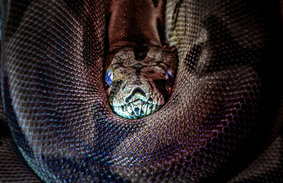 Serpent en fuite : capturer python, boa et serpent roi